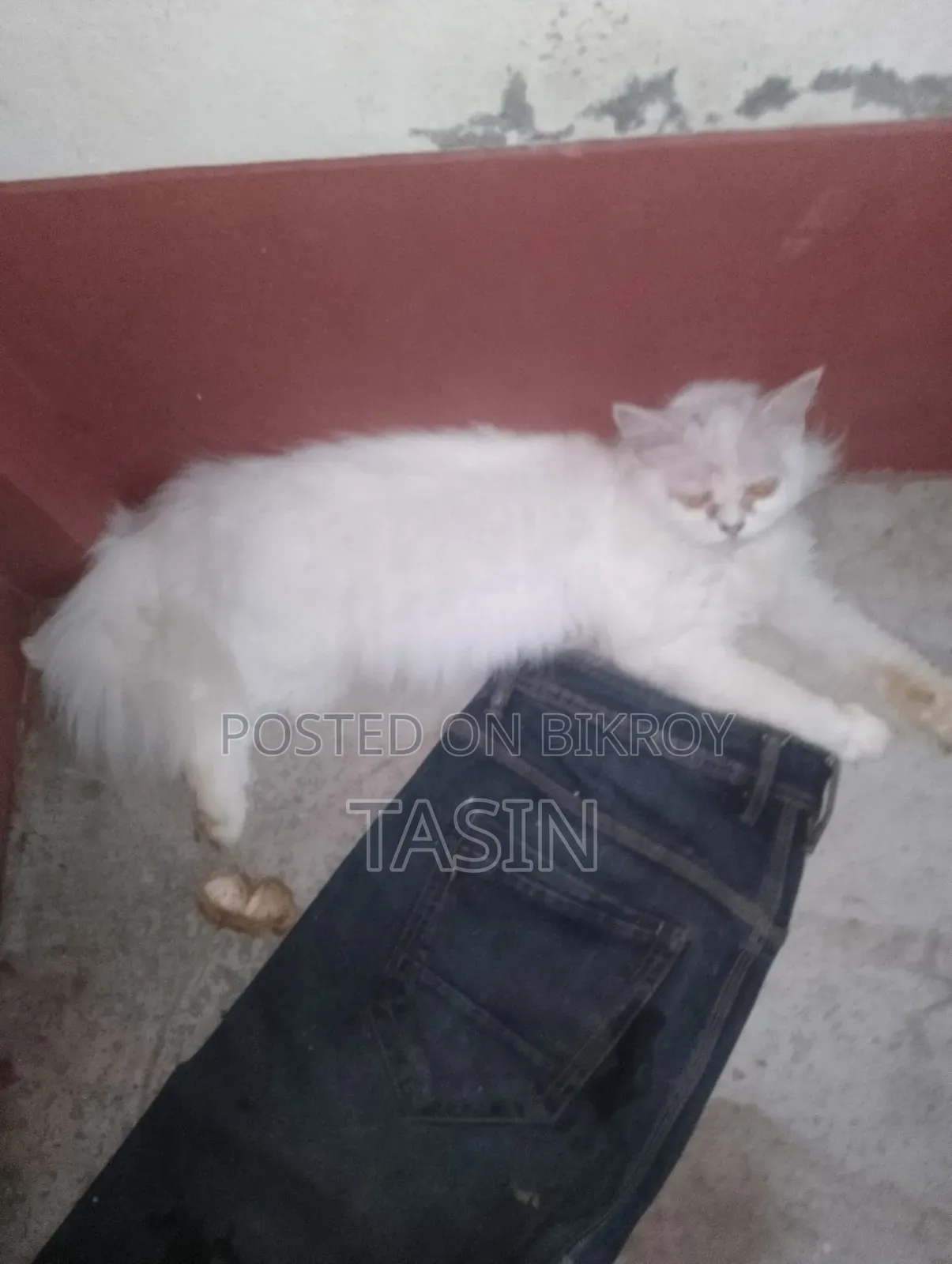 ১+ বছরের খাঁটি পার্সিয়ান মাদি বিড়াল