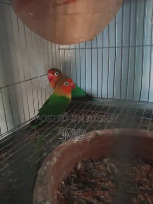 ডিম বাচ্চা করা রানিং জোরা পাখি