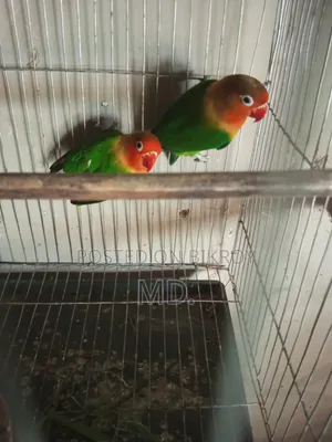 Egg and chick breeding running pair birds