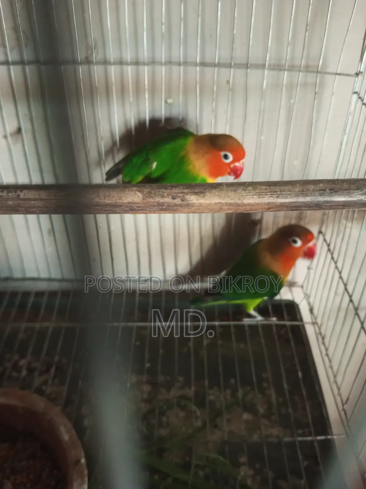 Egg and chick breeding running pair birds