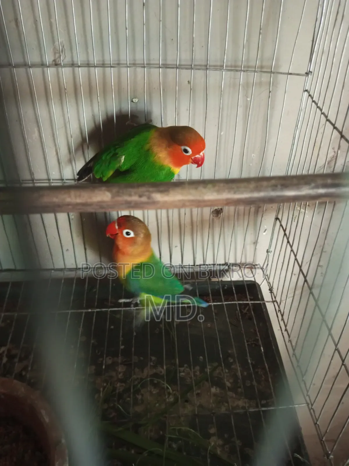 Egg and chick breeding running pair birds