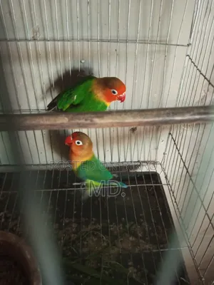Egg and chick breeding running pair birds