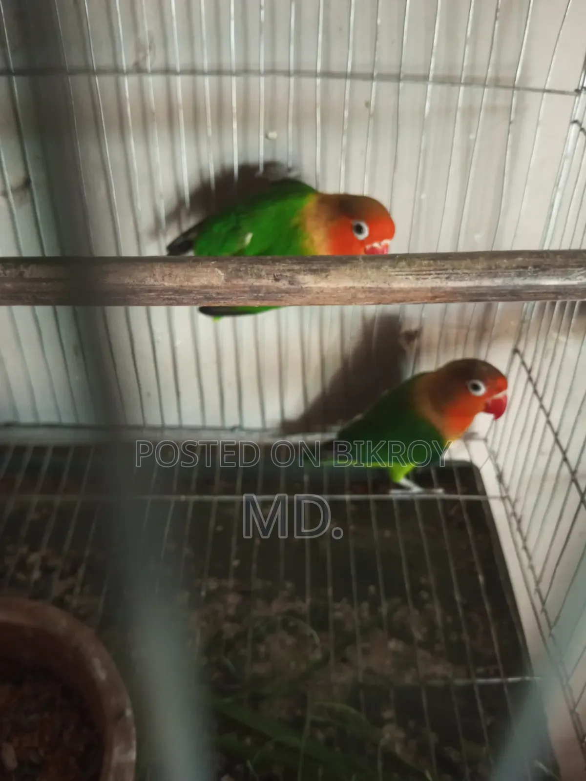 Egg and chick breeding running pair birds