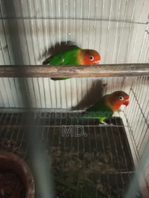 Egg and chick breeding running pair birds
