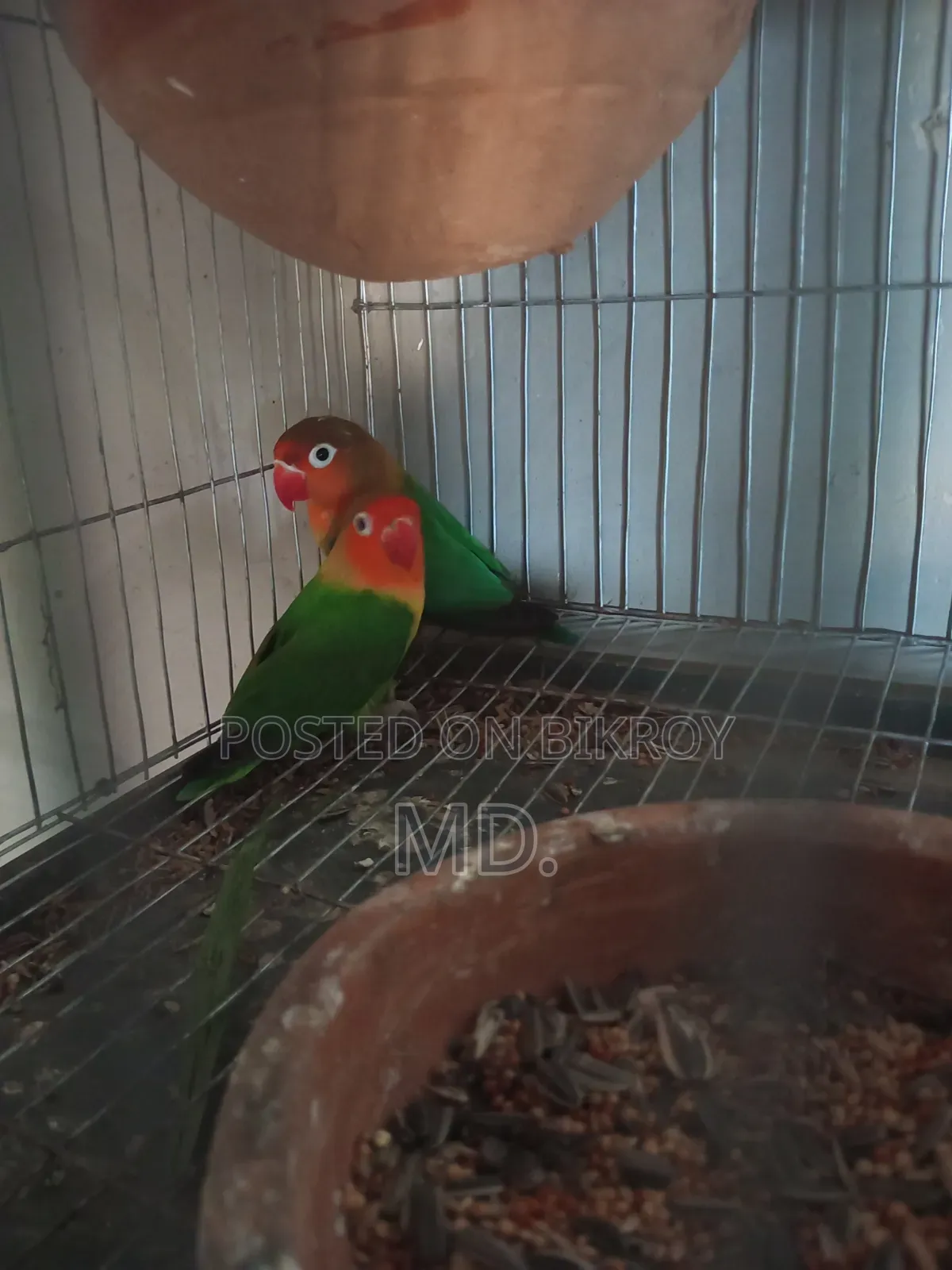 Egg and chick breeding running pair birds