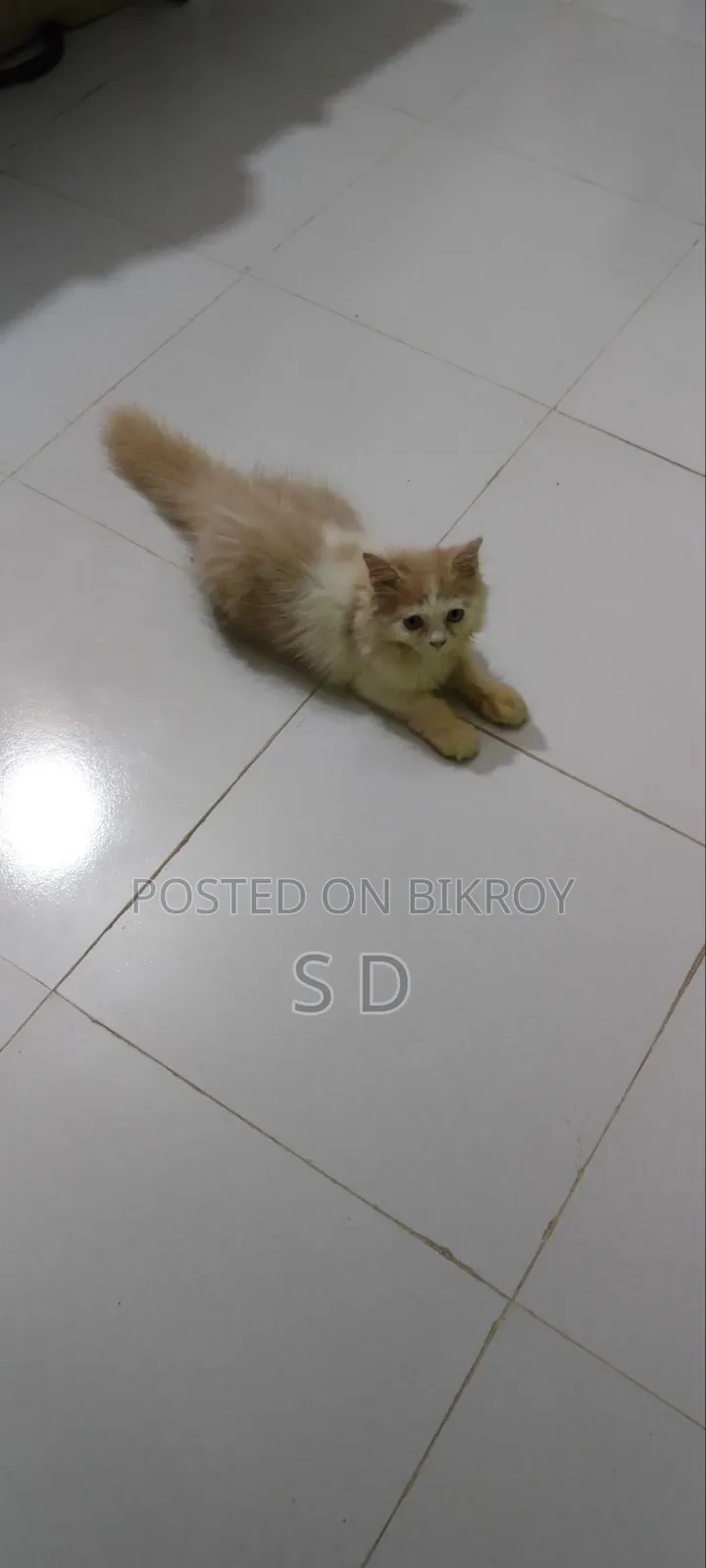 6-12 months Male Mixed Breed Persian