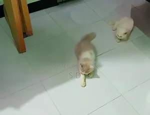 6-12 months Male Mixed Breed Persian