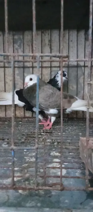 Gorra Pigeon