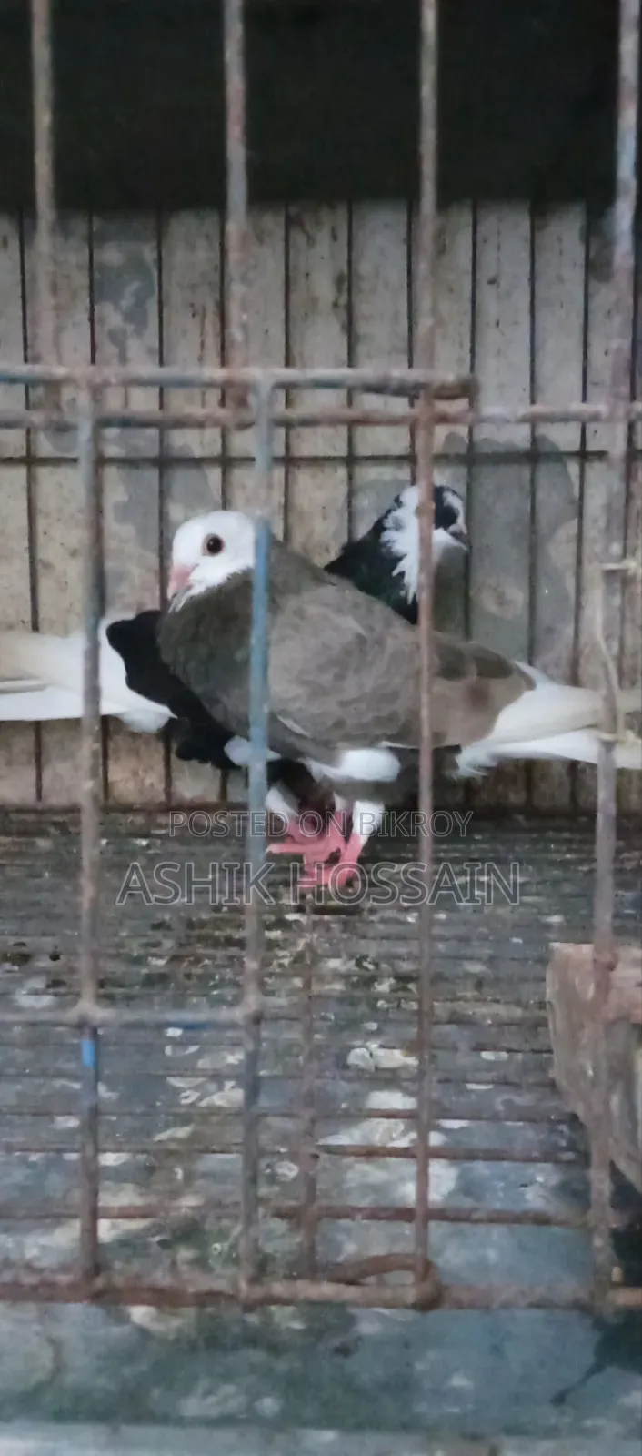 Gorra Pigeon