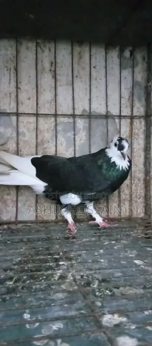 Gorra Pigeon