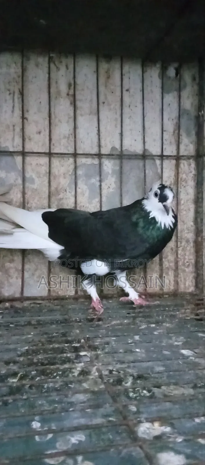Gorra Pigeon