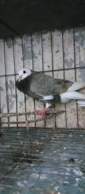 Gorra Pigeon