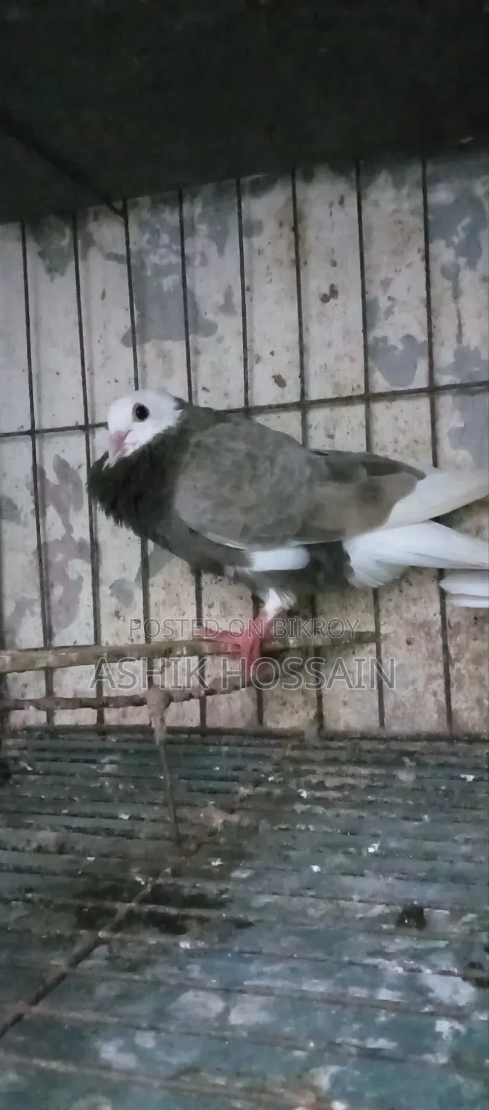 Gorra Pigeon