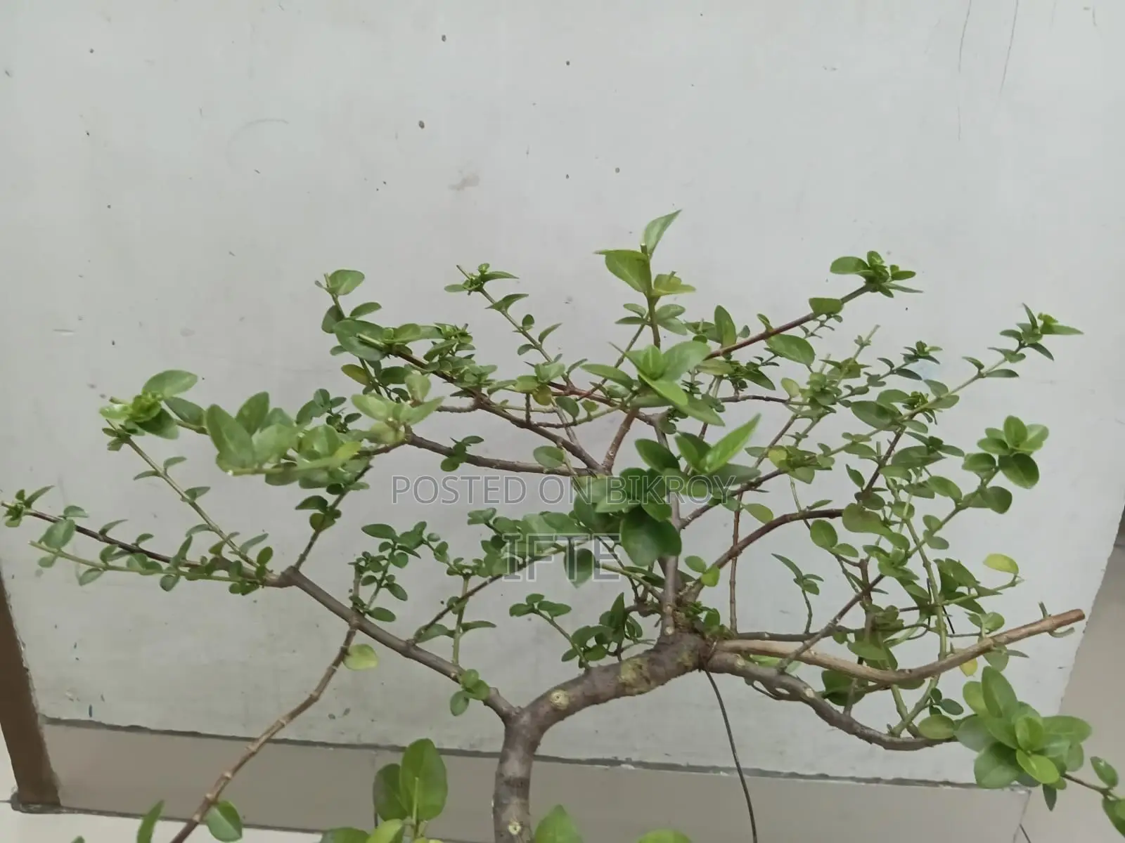 প্রেমনা এবং তেঁতুল বনসাই উপকরণ, ফার্ন — মিরপুর