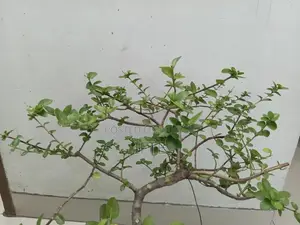 প্রেমনা এবং তেঁতুল বনসাই উপকরণ, ফার্ন — মিরপুর