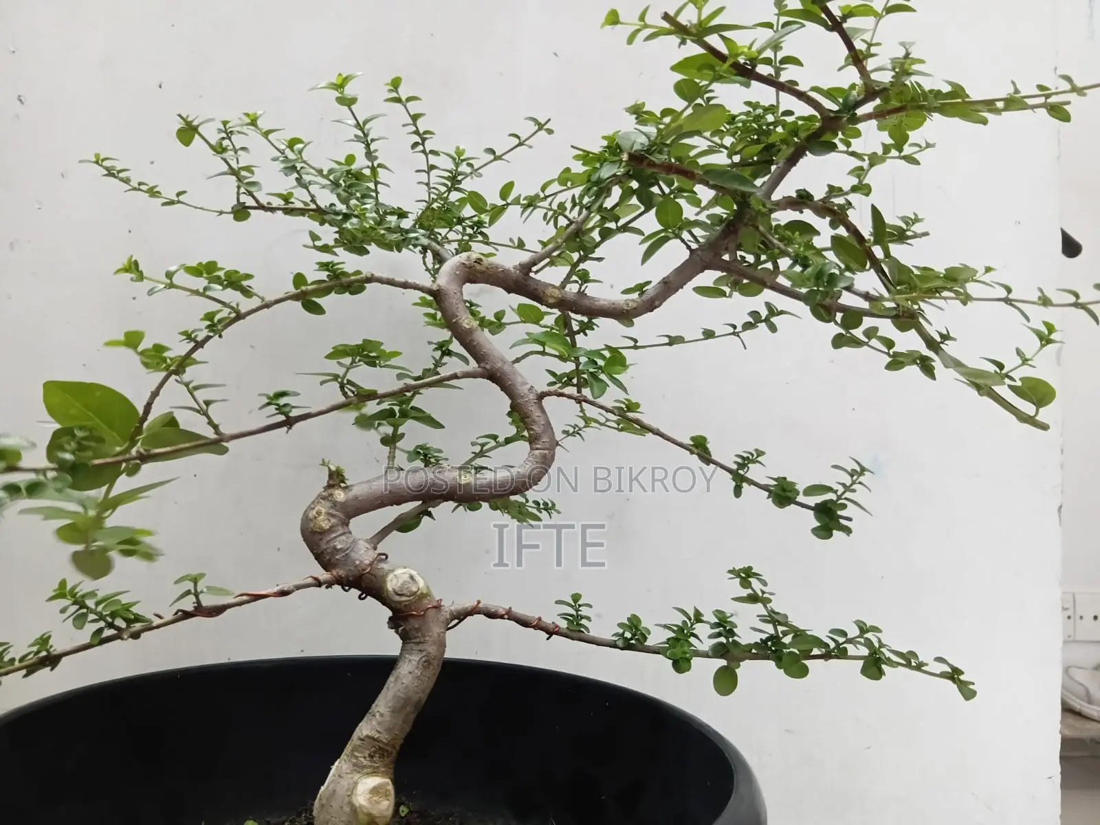 প্রেমনা এবং তেঁতুল বনসাই উপকরণ, ফার্ন — মিরপুর