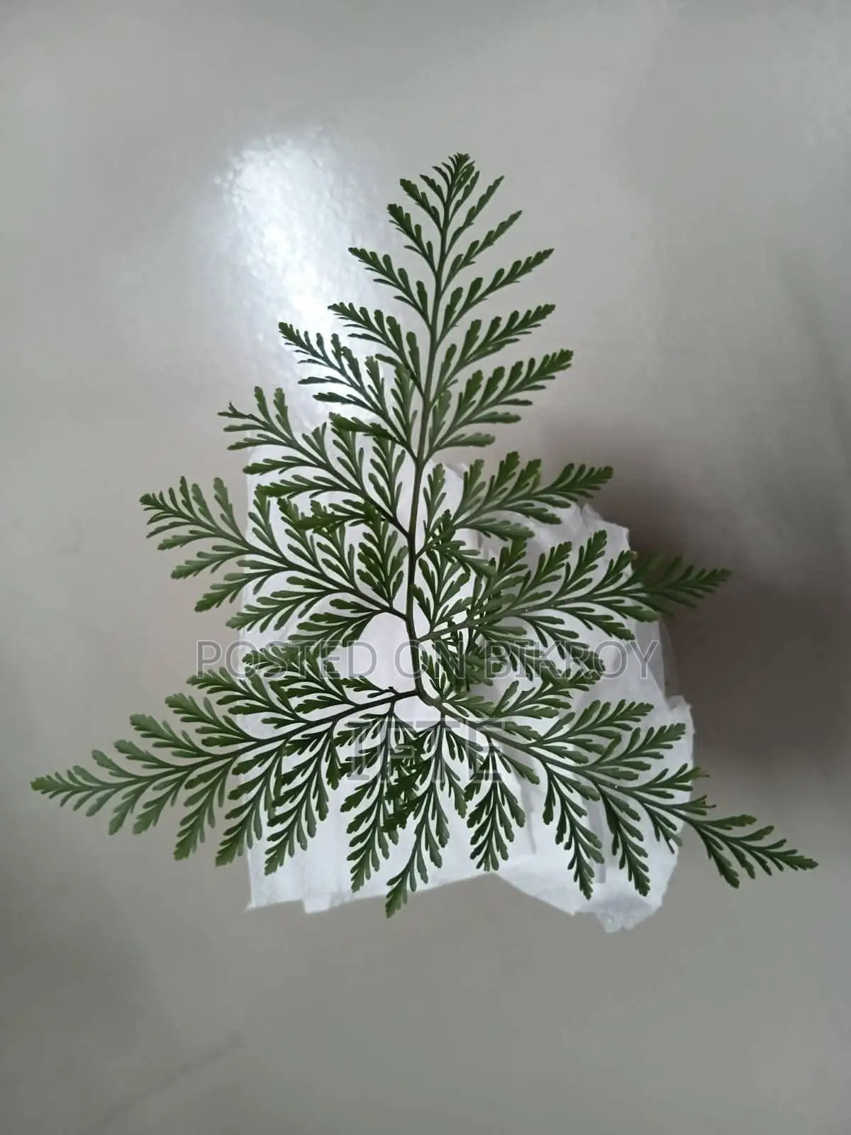প্রেমনা এবং তেঁতুল বনসাই উপকরণ, ফার্ন — মিরপুর