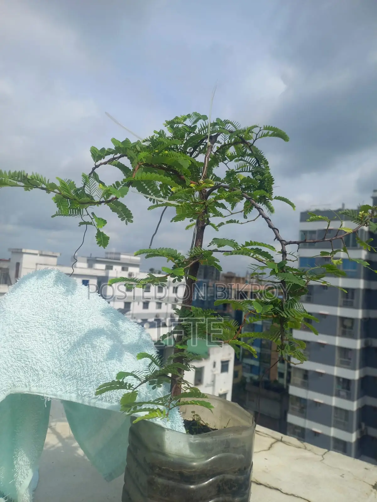 প্রেমনা এবং তেঁতুল বনসাই উপকরণ, ফার্ন — মিরপুর