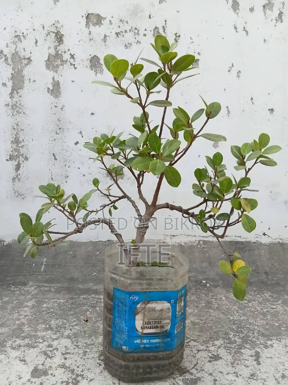 প্রেমনা এবং তেঁতুল বনসাই উপকরণ, ফার্ন — মিরপুর
