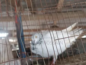 Healthy and beautiful pigeon running pair for sale