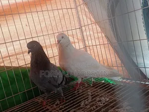 সুস্থ ও সুন্দর কবুতরের রানিং পেয়ার/জোড়া বিক্রি হবে