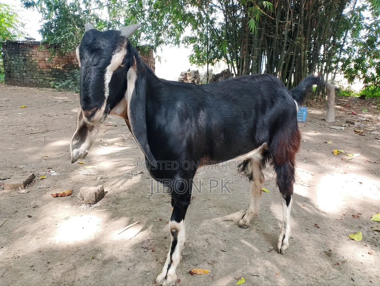 Castrated goat for sale