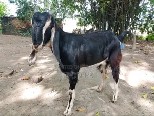 Castrated goat for sale