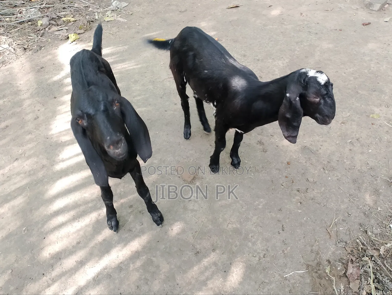 Castrated goat for sale