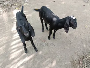 Castrated goat for sale