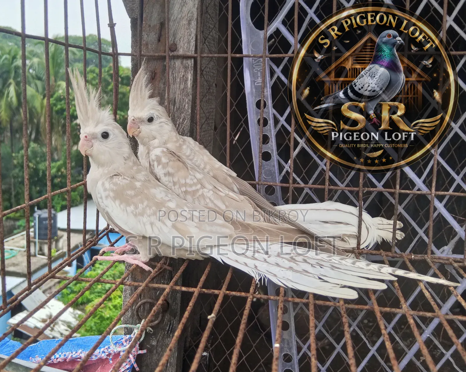 White Face Cinnamon Pearl Cockatiel