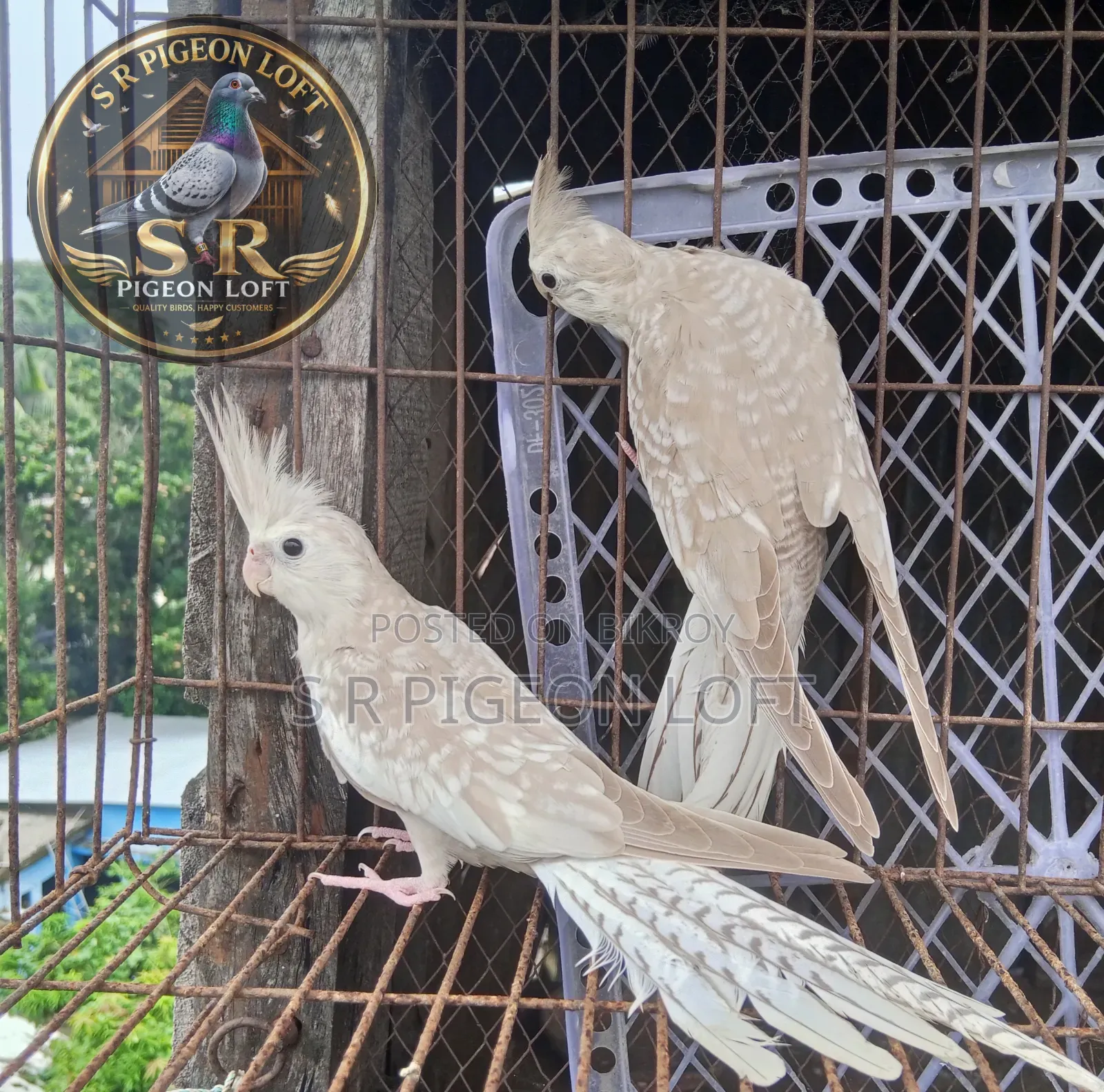 White Face Cinnamon Pearl Cockatiel