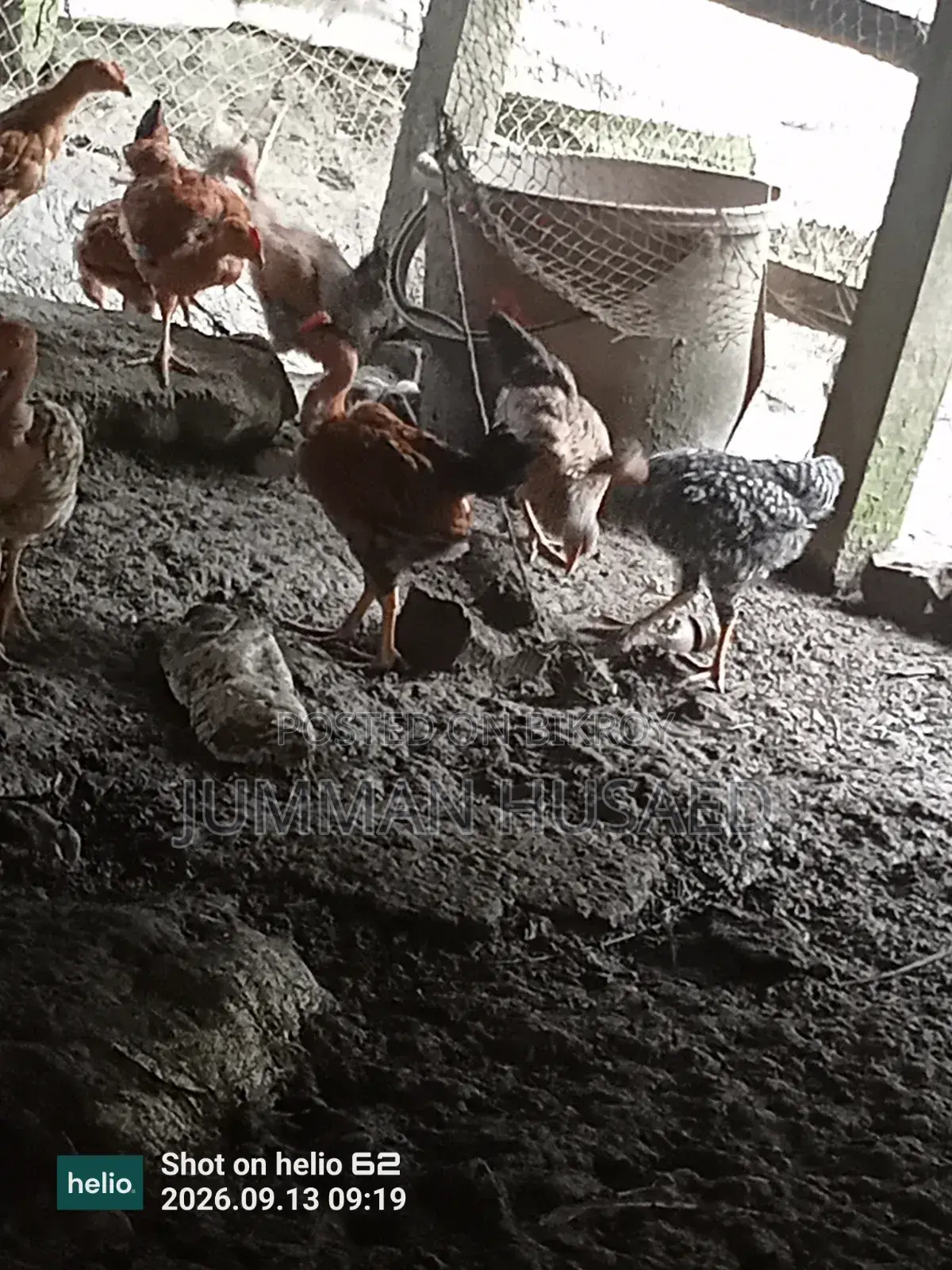 Desi Chicken