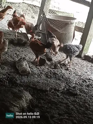 Desi Chicken