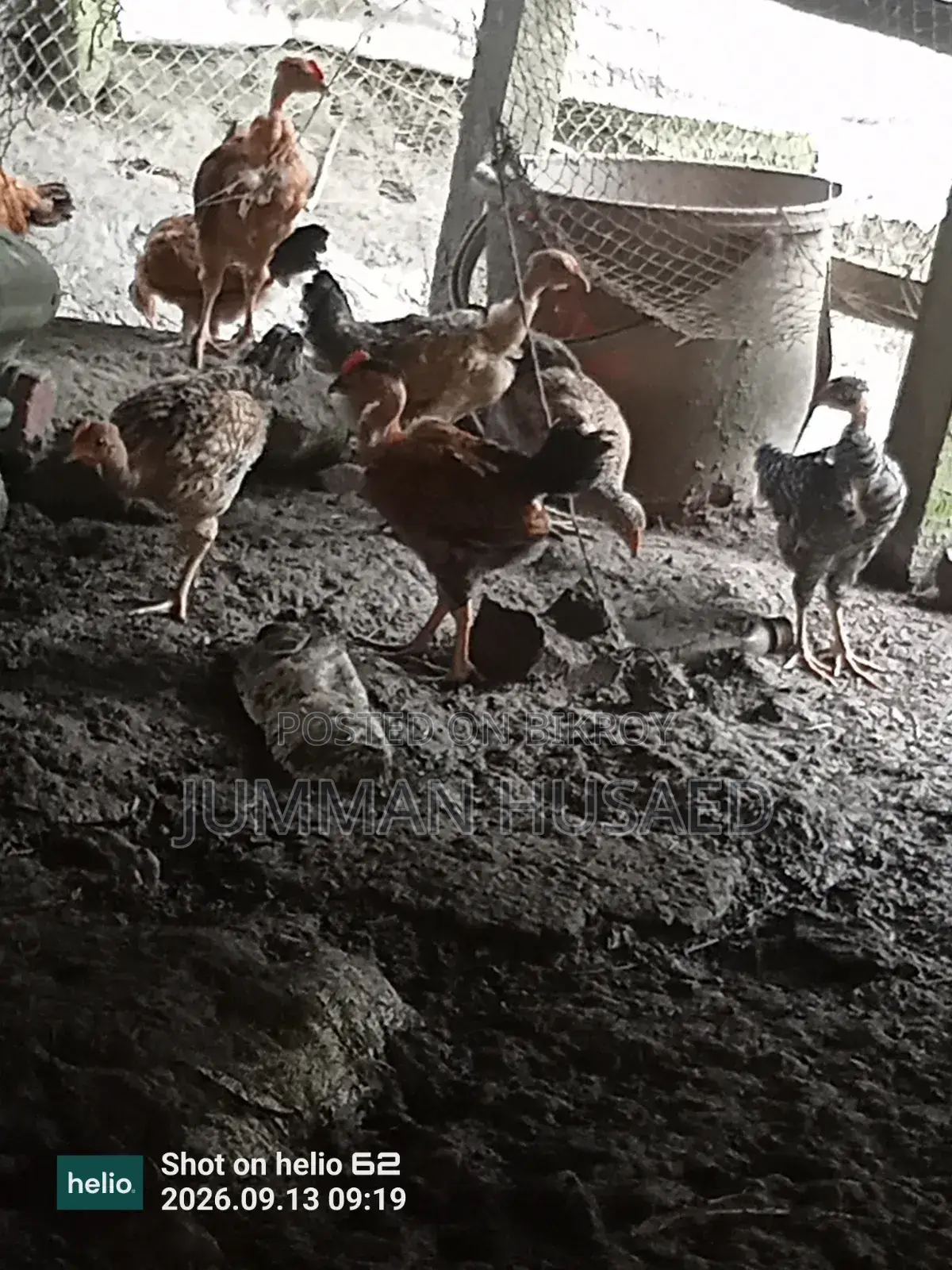 Desi Chicken