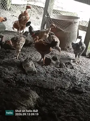 Desi Chicken