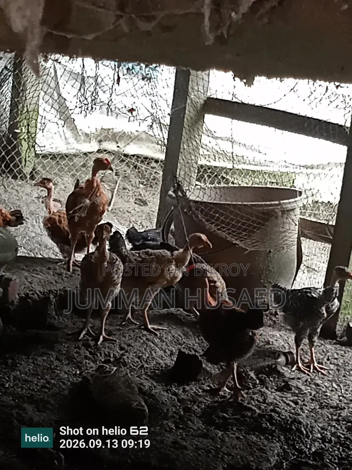 Desi Chicken