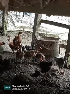 Desi Chicken