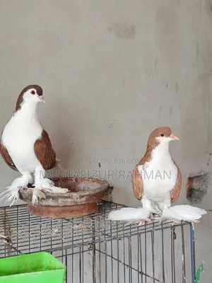 বড় সাইজের লাহোরি সিরাজী