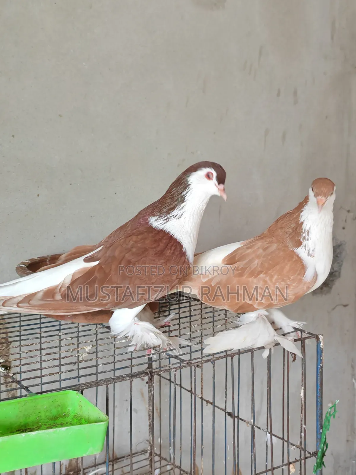 বড় সাইজের লাহোরি সিরাজী