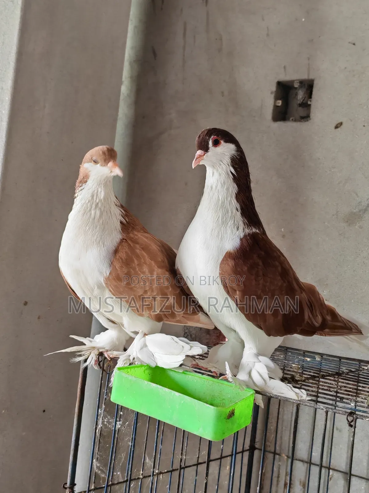 বড় সাইজের লাহোরি সিরাজী