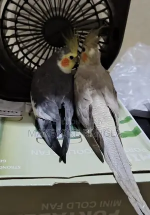 রানিং জোড়া ককটেল