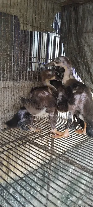 Baby Duck for Sale