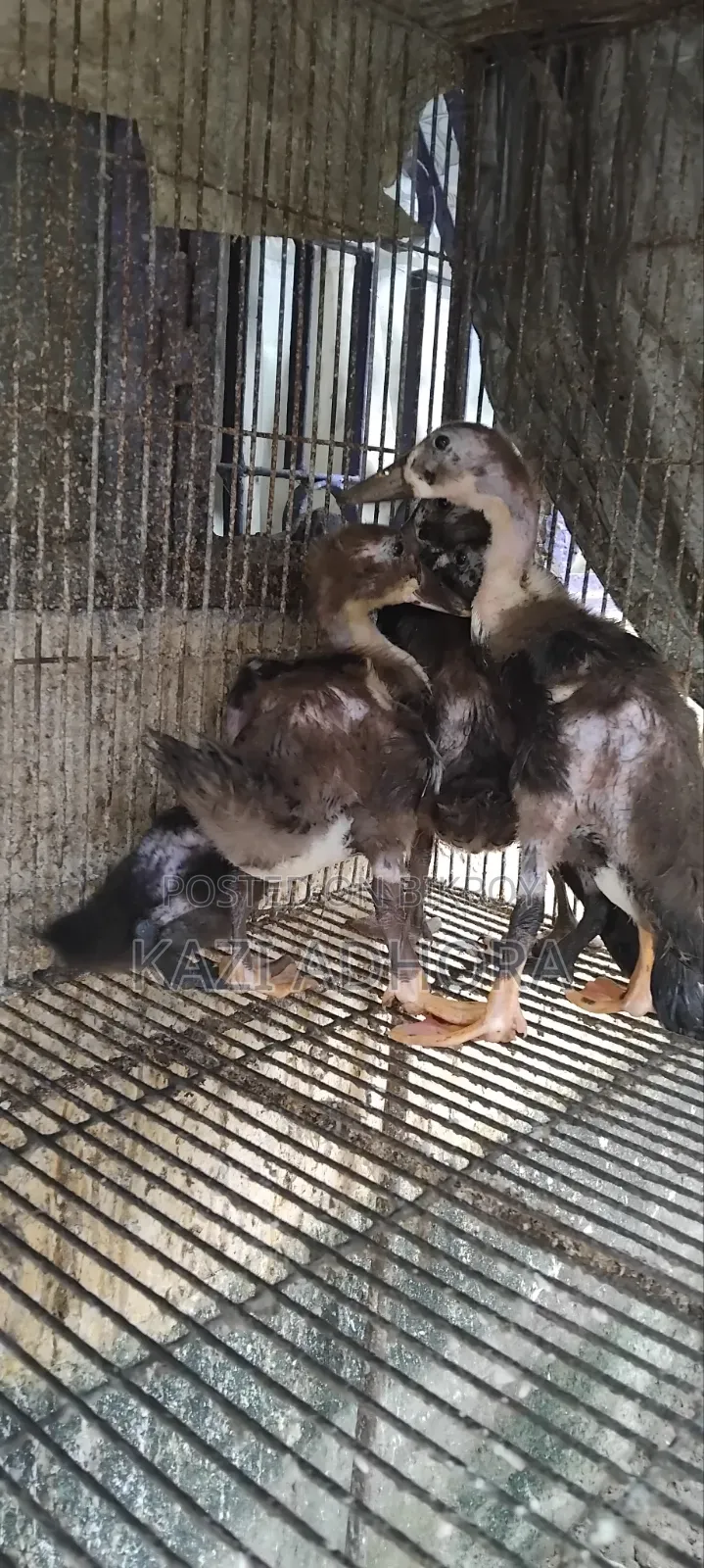 হাঁসের বাচ্চা বিক্রয়ের জন্য