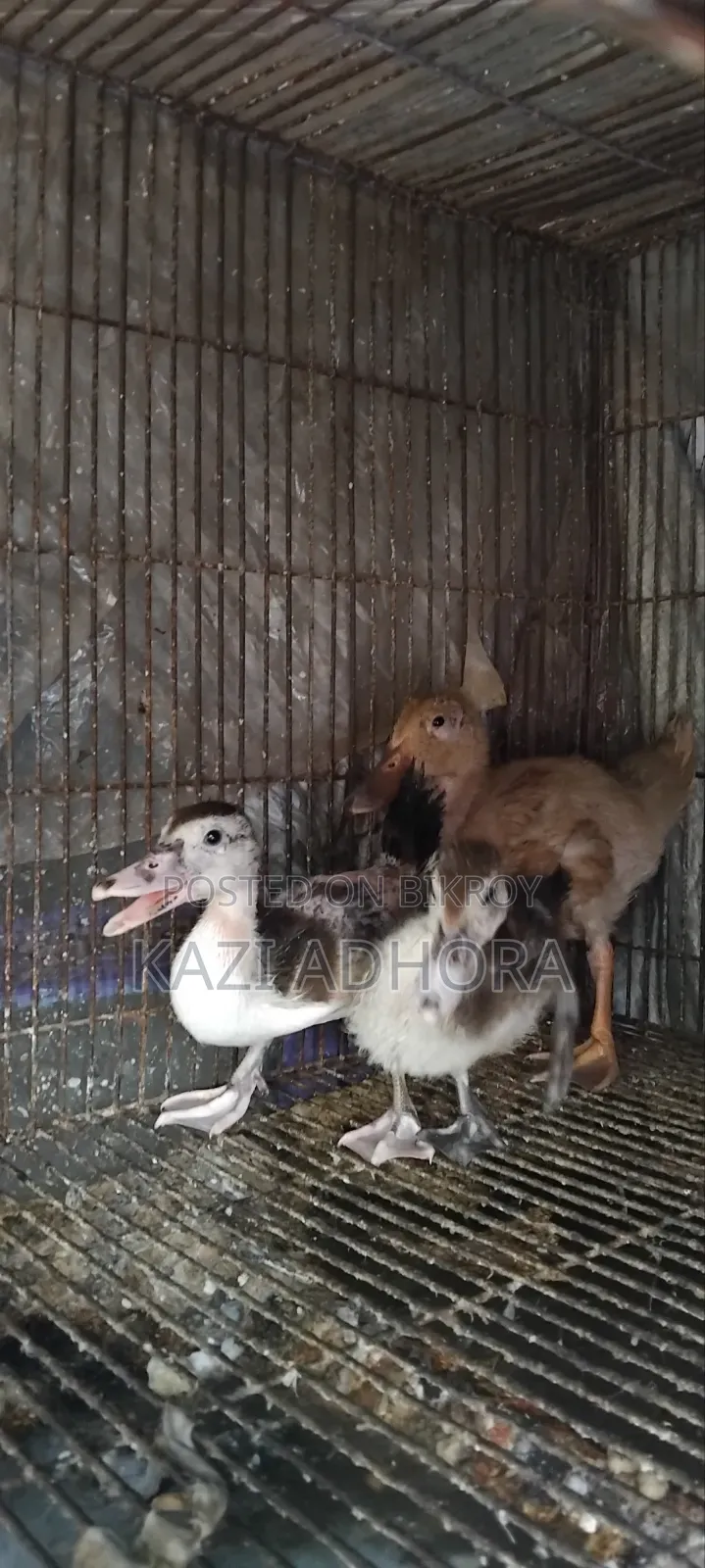 হাঁসের বাচ্চা বিক্রয়ের জন্য