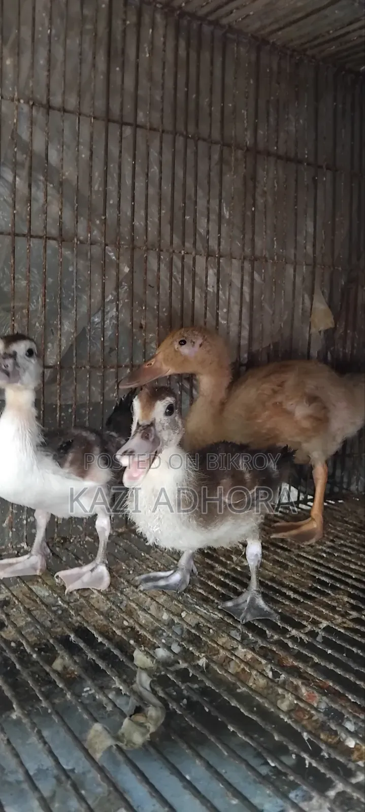 হাঁসের বাচ্চা বিক্রয়ের জন্য