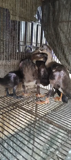 হাঁসের বাচ্চা বিক্রয়ের জন্য