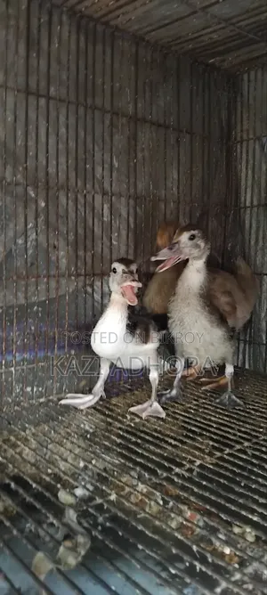 হাঁসের বাচ্চা বিক্রয়ের জন্য