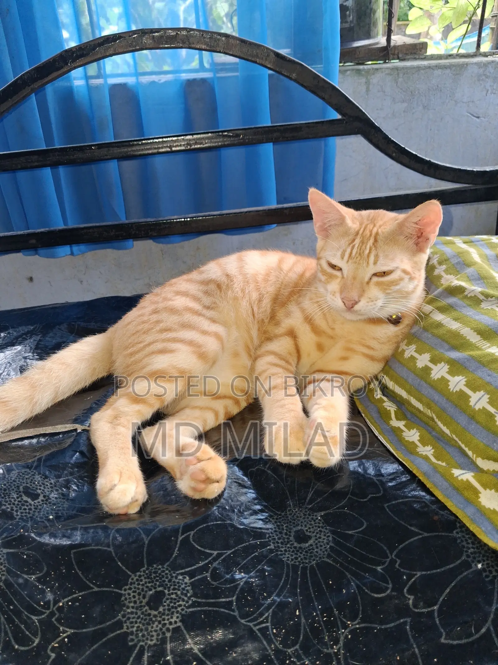 6-12 months Male Mixed Breed Bengal