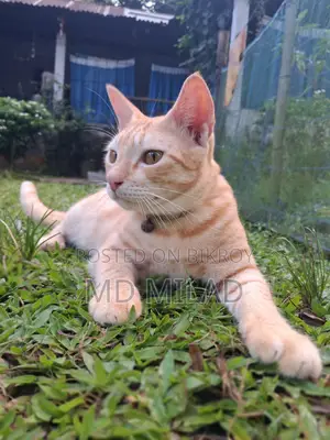 6-12 months Male Mixed Breed Bengal