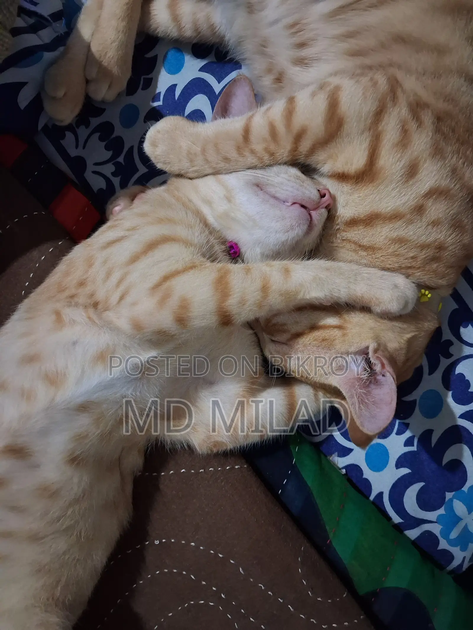 6-12 months Male Mixed Breed Bengal